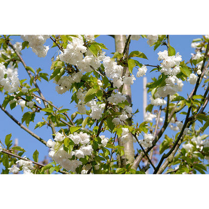 Prunus avium 'Plena'