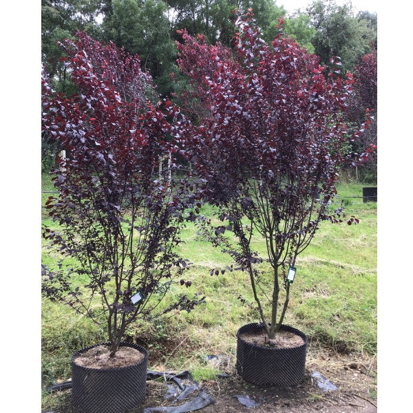 Prunus cerasifera 'Pissardii'