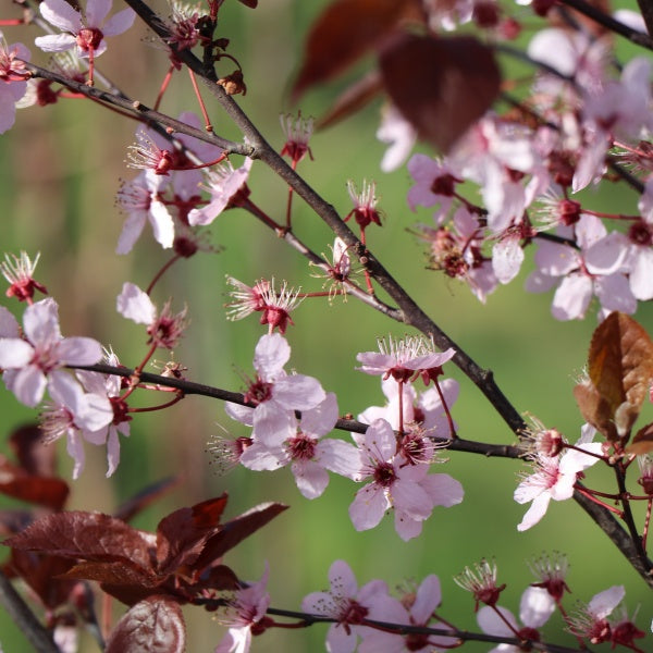 Prunus cerasifera 'Pissardii'