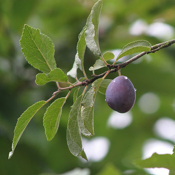 Prunus d. 'Hauszwetsche'