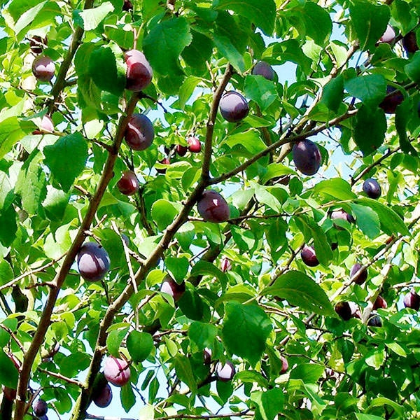 Prunus d. 'Hauszwetsche'