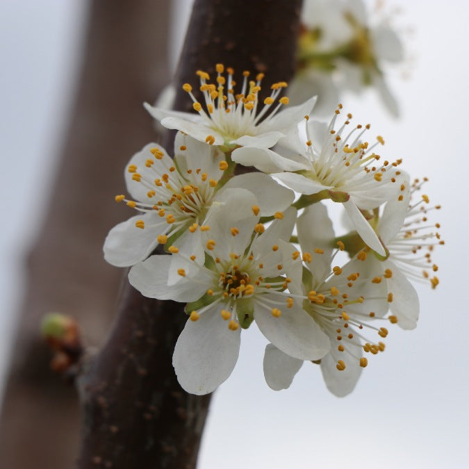 Prunus domestica 'Stanley'