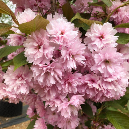 Prunus 'Kanzan'