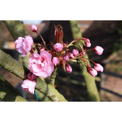 Prunus 'Kanzan'