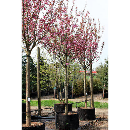 Prunus 'Kanzan'