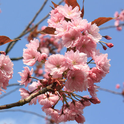 Prunus 'Kanzan'