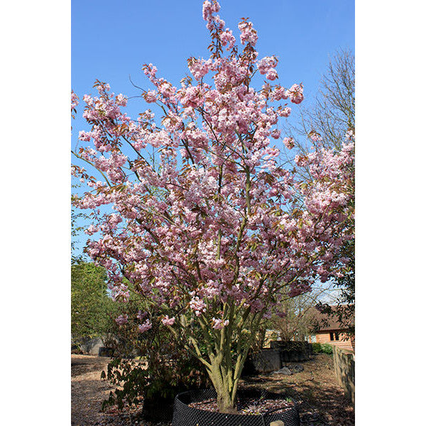 Prunus 'Kanzan'