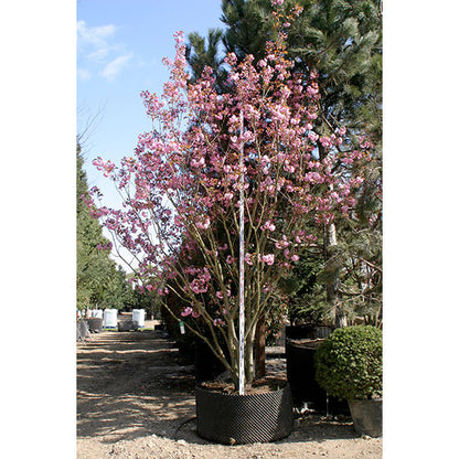 Prunus 'Kanzan'