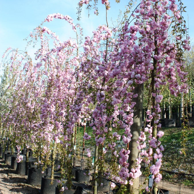 Prunus 'Kiku-shidare-zakura'