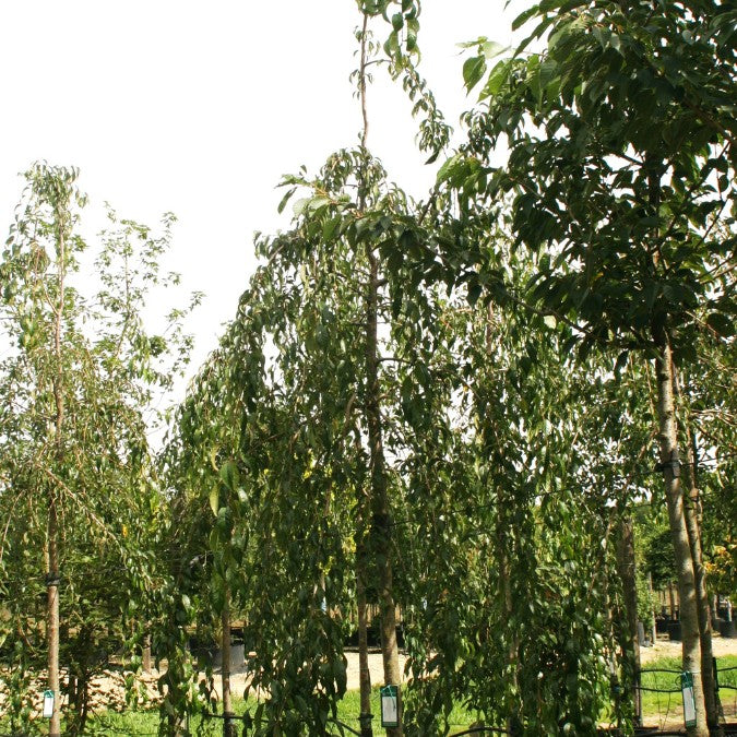 Prunus 'Kiku-shidare-zakura'