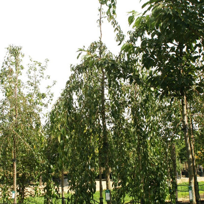 Prunus 'Kiku-shidare-zakura'