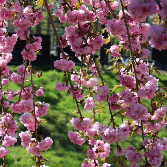 Prunus 'Kiku-shidare-zakura'