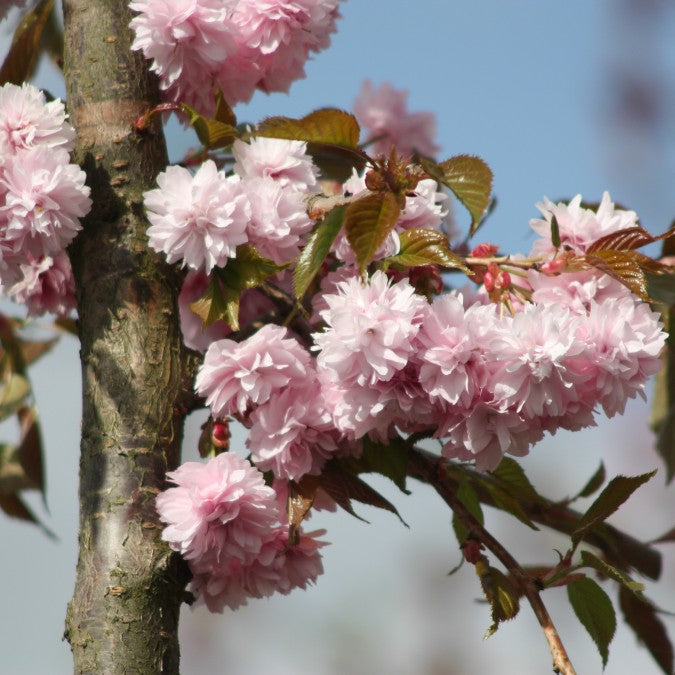 Prunus 'Kiku-shidare-zakura'