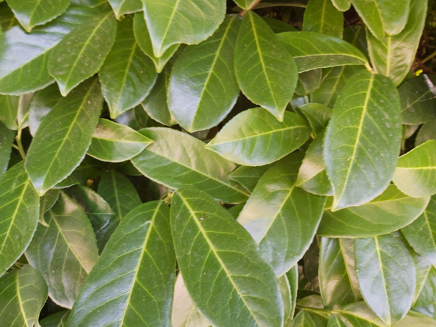 Prunus laur. 'Rotundifolia' (Hedging)
