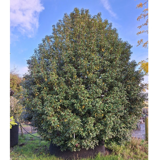 Prunus lusitanica 'Myrtifolia'