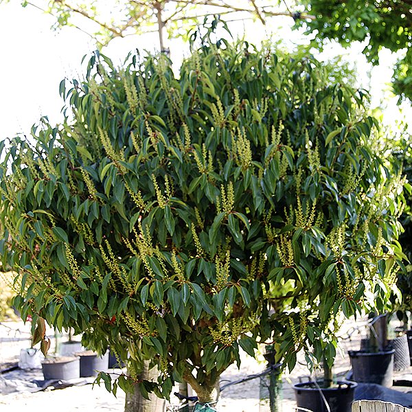 Prunus lusitanica 'Myrtifolia'