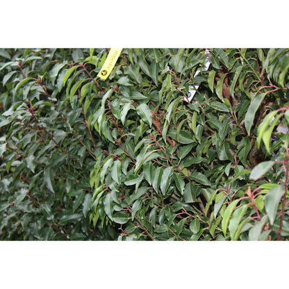 Prunus lusitanica 'Myrtifolia' (Hedging)