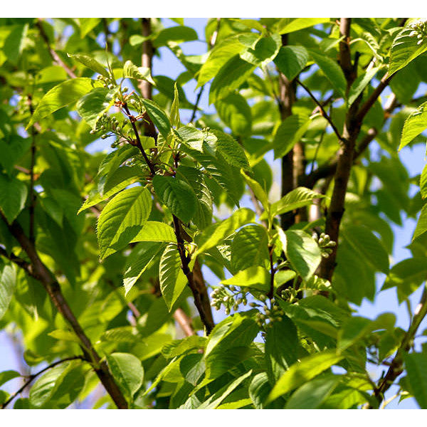 Prunus maackii 'Amber Beauty'