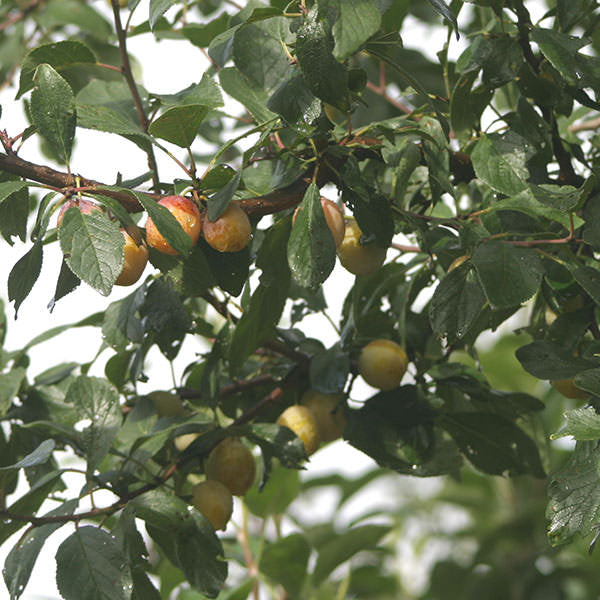 Prunus d. 'Mirabelle de Nancy'