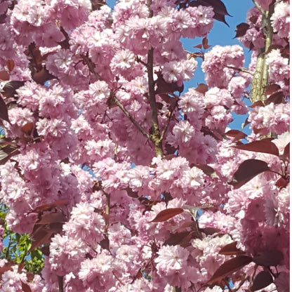 Prunus 'Royal Burgundy'