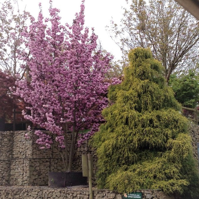 Prunus 'Royal Burgundy'