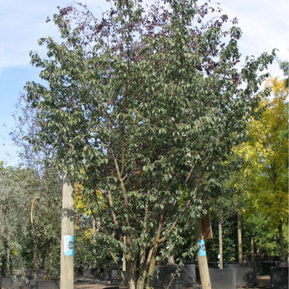 Prunus sargentii 'Charles Sargent'