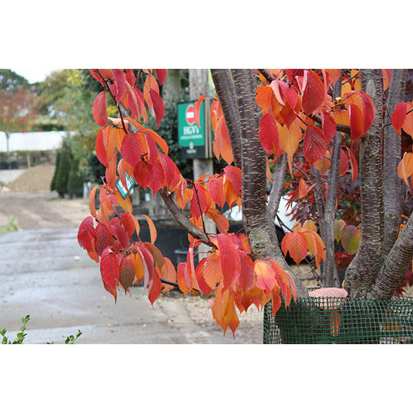 Prunus sargentii 'Rancho' – Majestic Trees