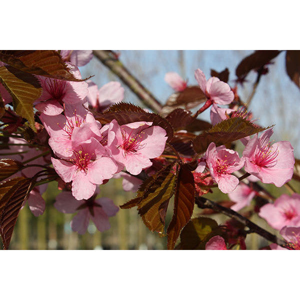 Prunus sargentii 'Rancho' – Majestic Trees