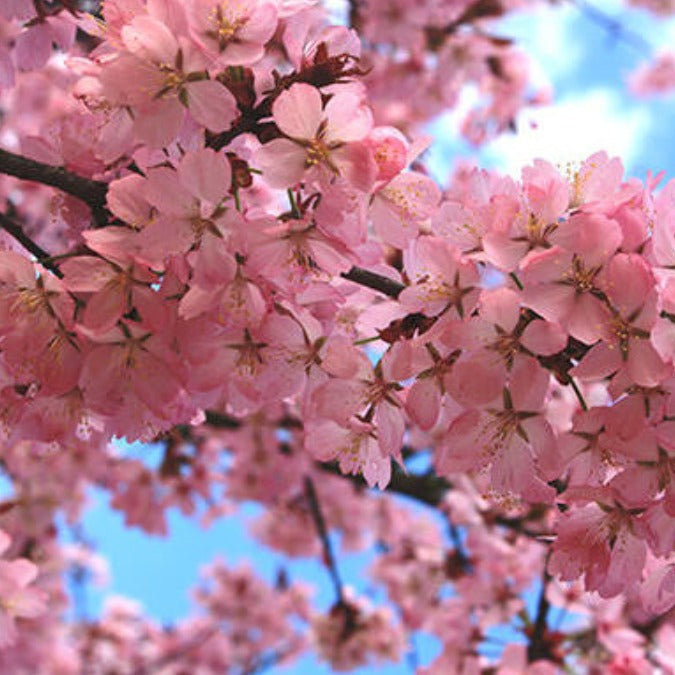 Prunus sargentii 'Rancho' – Majestic Trees