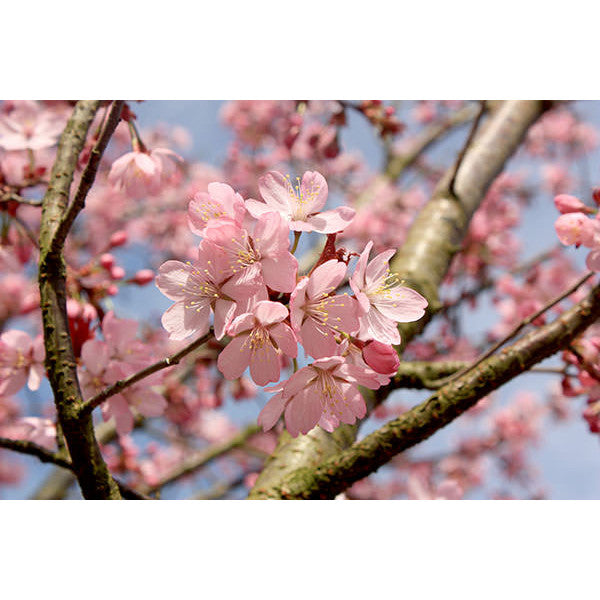 Prunus sargentii 'Rancho' – Majestic Trees