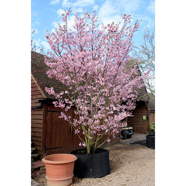 Prunus sargentii 'Rancho' – Majestic Trees