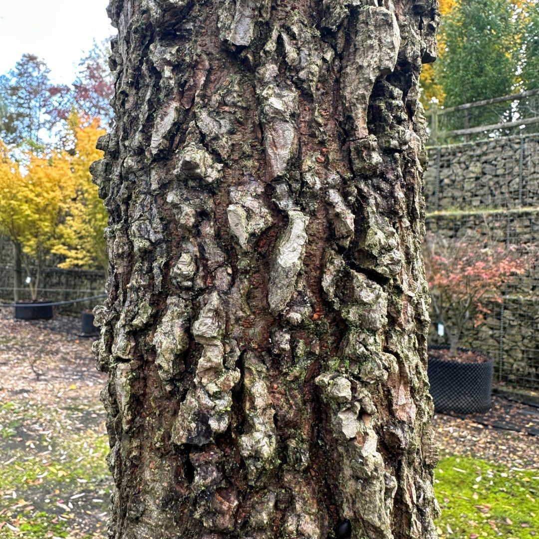 Ulmus minor 'Super Corky'