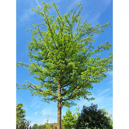 Ulmus minor 'Super Corky'