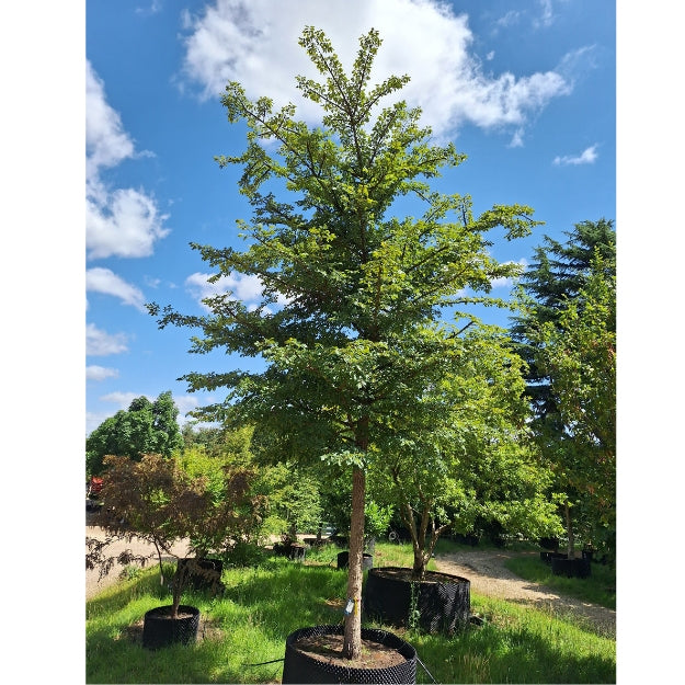 Ulmus minor 'Super Corky'