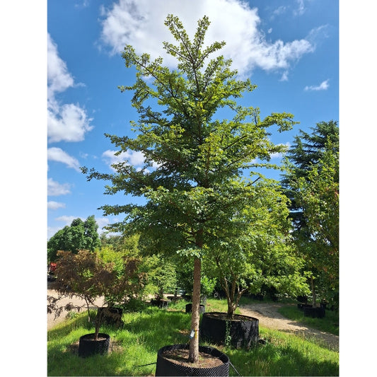 Ulmus minor 'Super Corky'