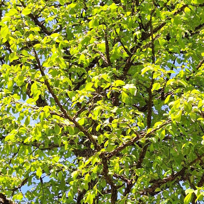 Ulmus minor 'Super Corky'