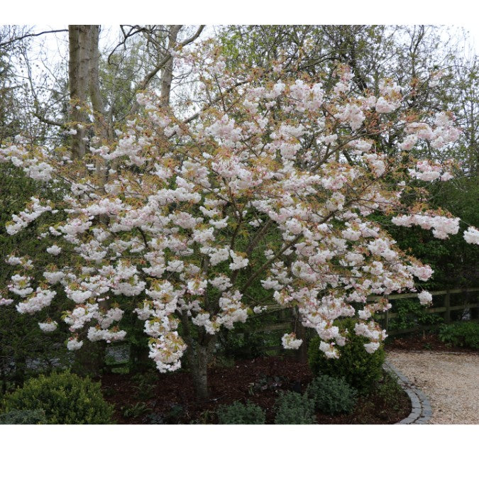 Prunus 'Shirofugen'