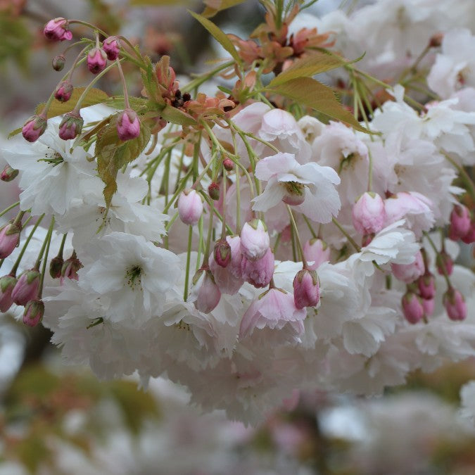 Prunus 'Shirofugen'