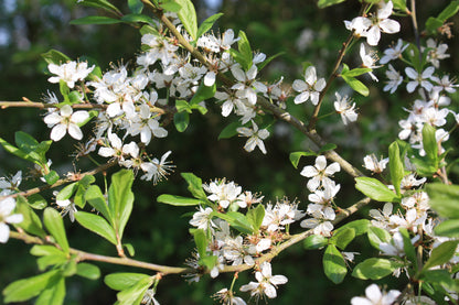 Prunus spinosa (Hedging)