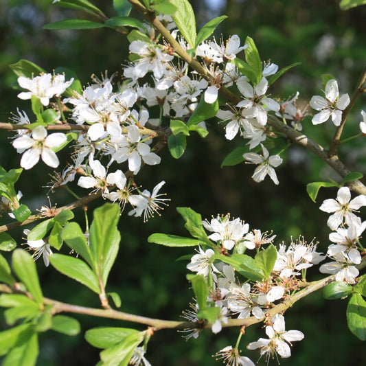 Prunus spinosa (Hedging)