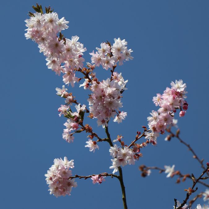 Prunus x subhirtella 'Autumnalis Rosea'