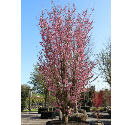 Prunus 'Sunset Boulevard'