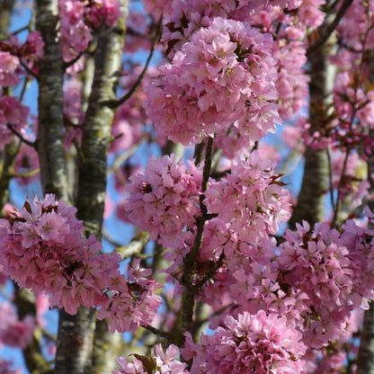 Prunus 'Sunset Boulevard'