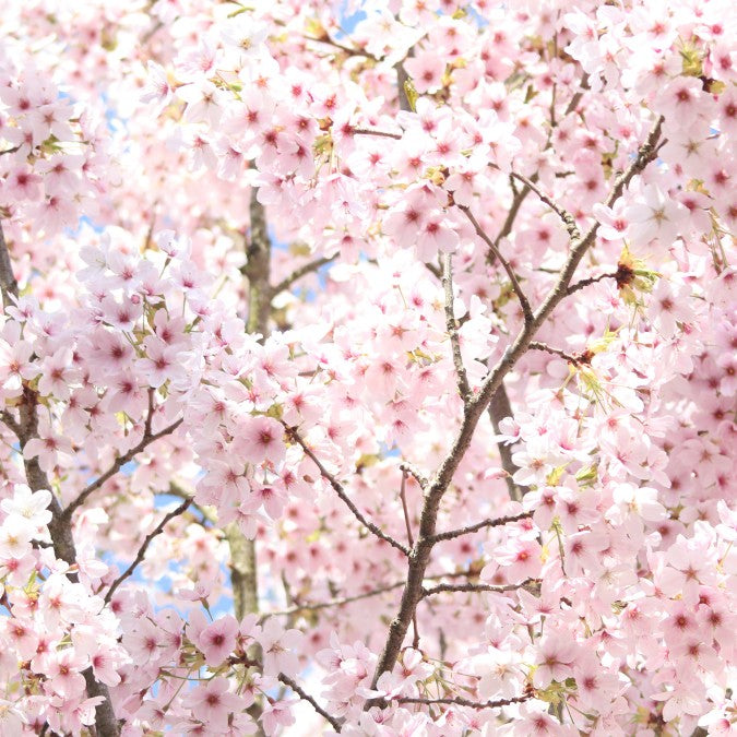 Prunus 'Umineko' – Majestic Trees