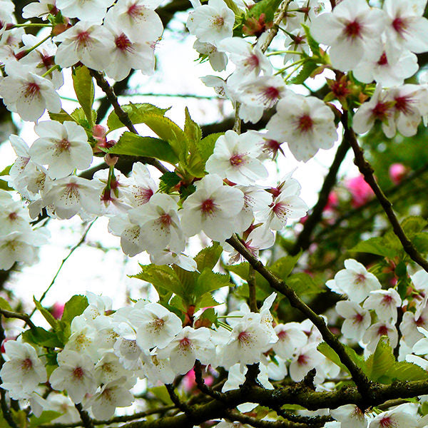 Prunus 'Umineko' – Majestic Trees