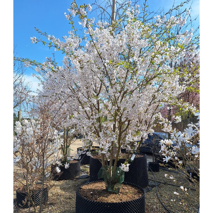 Prunus x yedoensis