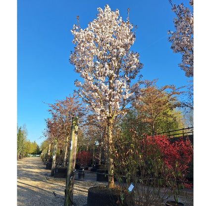 Prunus x yedoensis