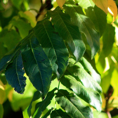 Pterocarya fraxinifolia