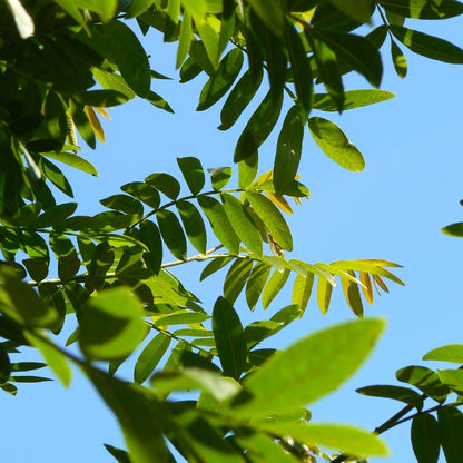 Pterocarya fraxinifolia