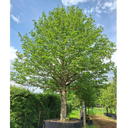 Pterocarya fraxinifolia
